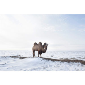 Photo couleur d'un chameau de Tastubek au Kazaksthan en 2017 par Didier Bizet, Atelier Galerie Taylor à Paris