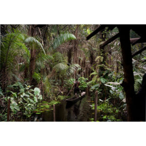 Photo couleur d'un paysage au Ghana, Fredik dans la jungle de Didier Bizet, Atelier Galerie Taylor