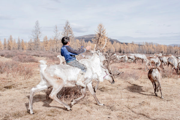 Photo couleur d'un enfant en Mongolie et ses rennes de Didier Bizet, Atelier Galerie Taylor
