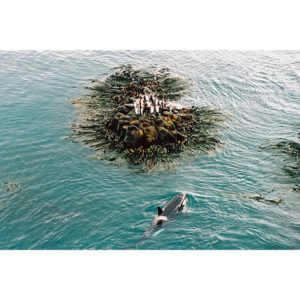 Photographie de collection sur une orque assiégeant des manchots sur l'archipel Crozet dans l'océan indien