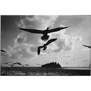 Photographie de collection sur des oiseaux sur l'île de Clipperton