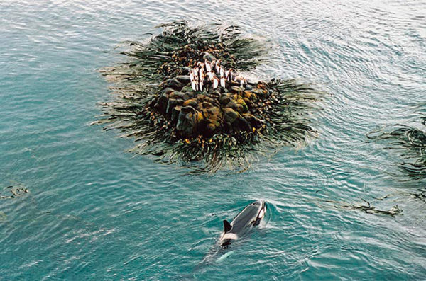 Photographie de collection sur une orque assiégeant des manchots sur l'archipel Crozet dans l'océan indien, Atelier Galerie Taylor à Paris.
