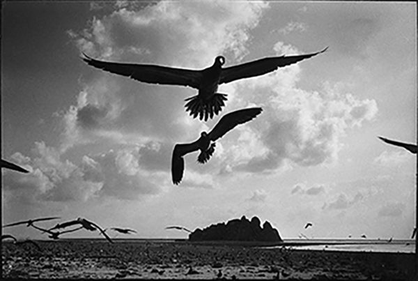 Photographie noir et blanc sur des oiseaux sur l'île de Clipperton, Atelier Galerie Taylor à Paris.